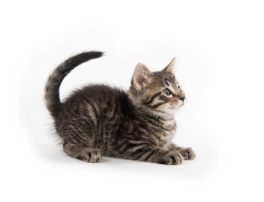 Beyaz oturma sevimli kedi yavrusu