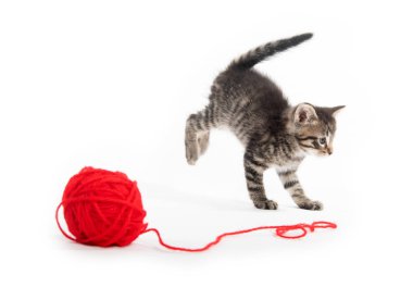 Şirin tabby yavru kedi ve iplik