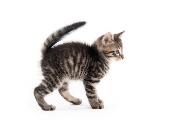 Beyaz arkaplanda tekir kedi