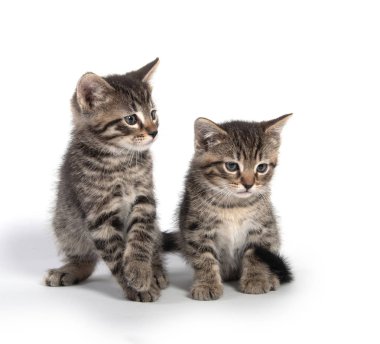 Beyaz arka plan üzerinde iki tabby yavru kedi