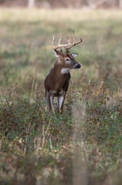 Büyük ak kuyruklu geyik buck çayırda