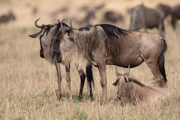 Gnus em Masai mara — Fotografia de Stock