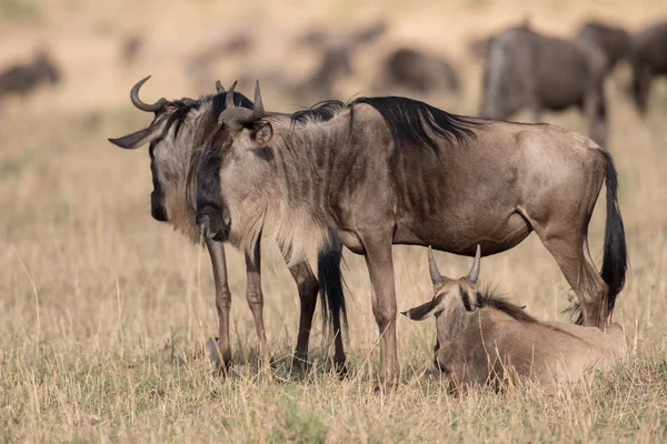 Gnus em Masai mara — Fotografia de Stock