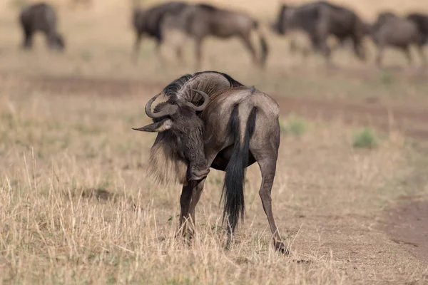 Ñus en Masai mara — Foto de Stock