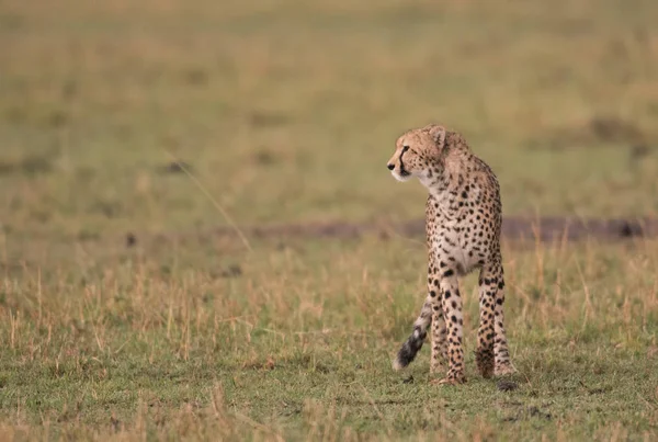 Guépard dans la réserve de chasse Masai Mara, Kenya — Photo