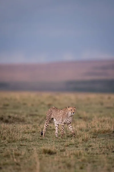 Cheetah in Masai Mara Game Reserve, Quênia — Fotografia de Stock