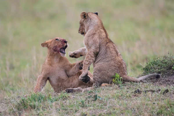 İki aslan yavrularını oynarken