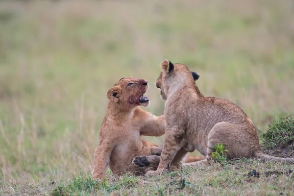 Dua anaknya singa bermain — Stok Foto