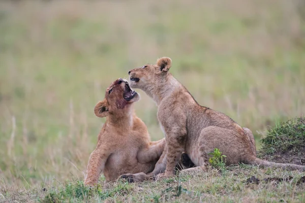 Dois filhotes de leão jogando — Fotografia de Stock