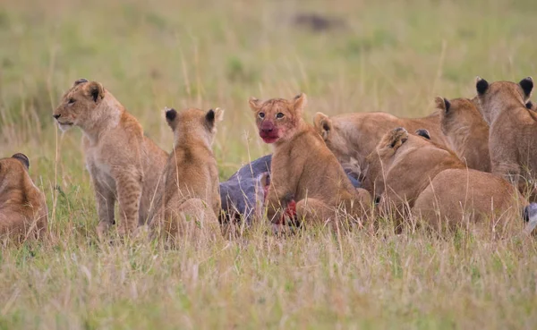 Cucciolo di leone con viso coperto di sangue — Foto Stock