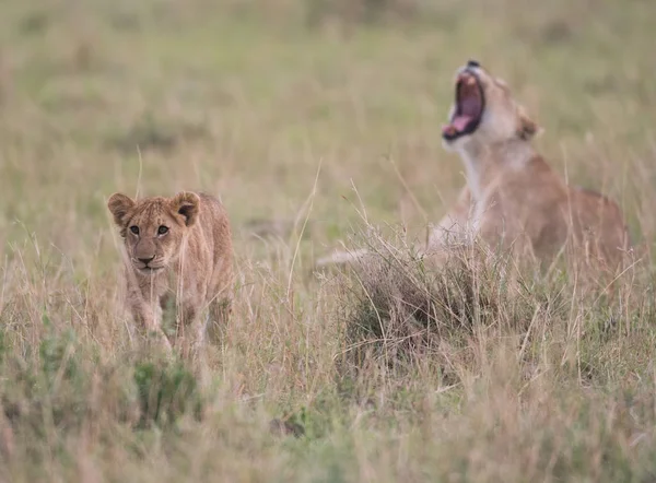İki aslan yavrularını oynarken — Stok fotoğraf