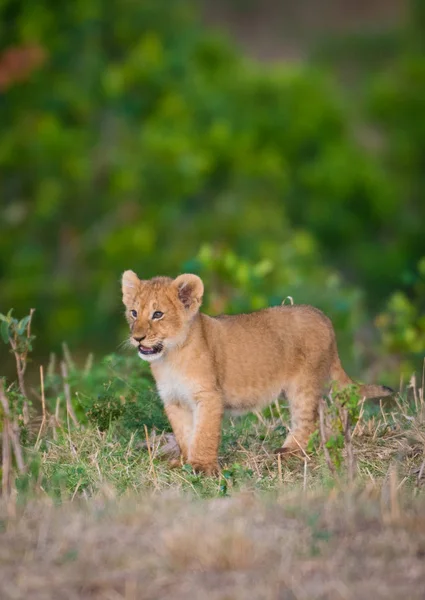Filhote de leão em Masai Mara — Fotografia de Stock