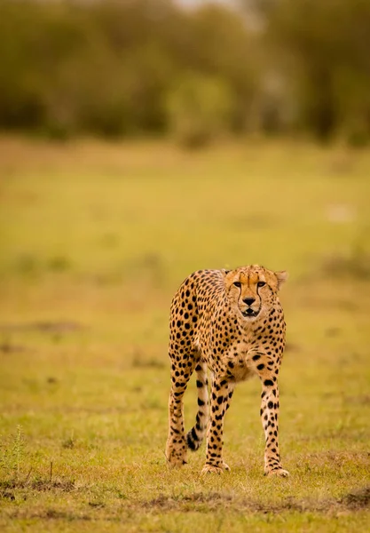 Cheetah in Masai Mara Game Reserve, Quênia — Fotografia de Stock