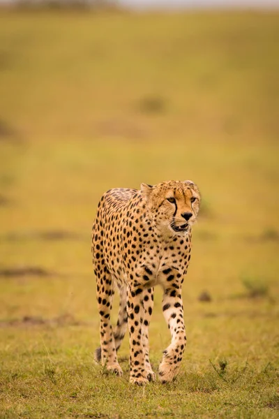 Guépard dans la réserve de chasse Masai Mara, Kenya — Photo