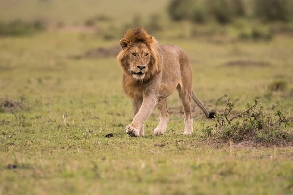 Singa jantan Afrika di Masai Mara, Kenya — Stok Foto