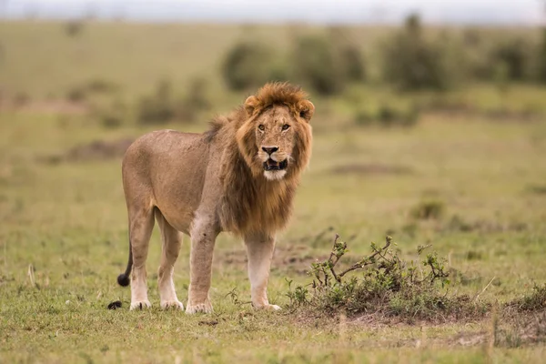 Африканский лев в Масаи Мара, Кения — стоковое фото