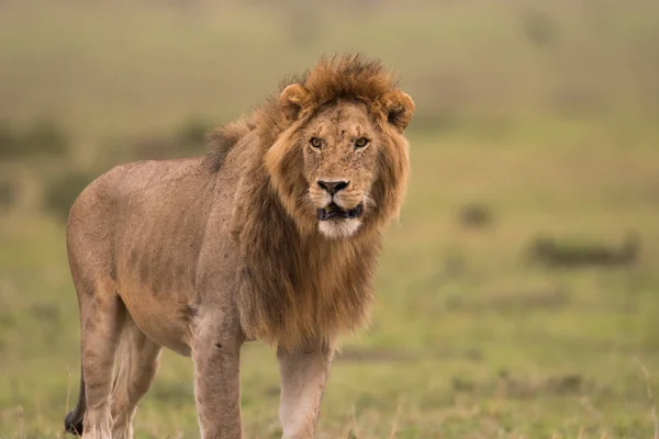 Masai Mara, Kenya erkek Afrika aslanı — Stok fotoğraf