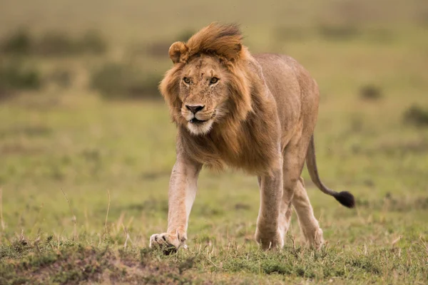 Leão africano masculino em Masai Mara, Quénia — Fotografia de Stock
