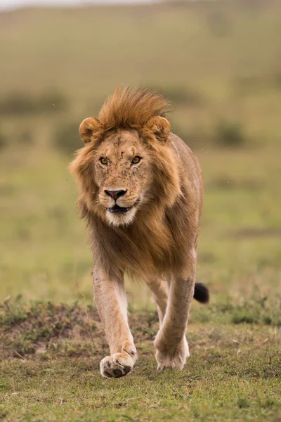 Leão africano masculino em Masai Mara, Quénia — Fotografia de Stock