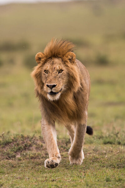 Male African lion in Masai Mara, Kenya