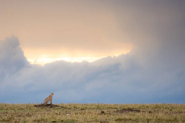 Cheetah i Masai Mara Game Reserve, Kenya — Stockfoto