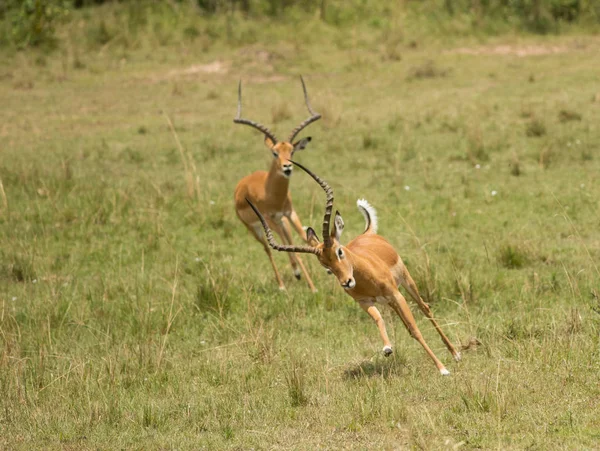 玛赛马拉游戏保护区的黑斑羚 — 图库照片