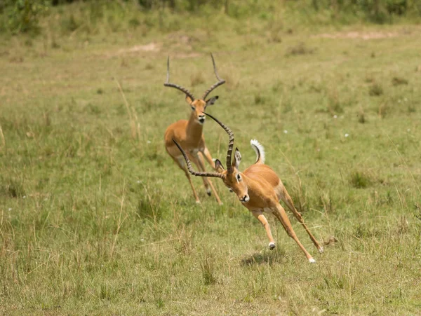 Impala v Masai Mara Game Reserve — Stock fotografie