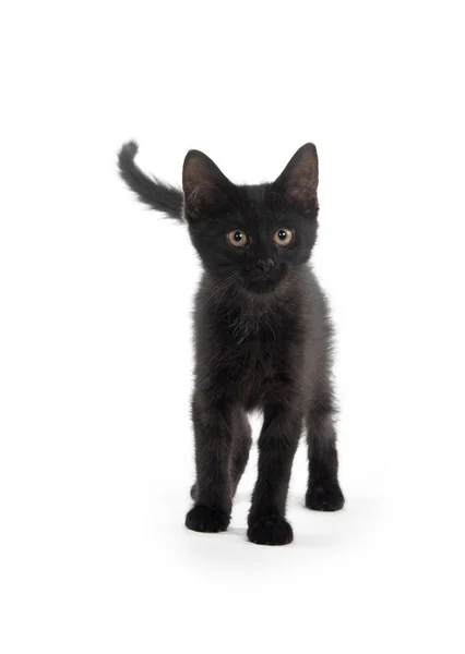 Gatinho preto bonito no branco — Fotografia de Stock