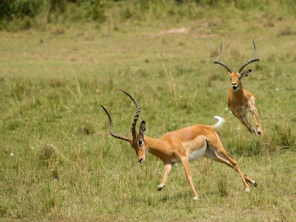 Impala en Masai Mara Reserva de caza —  Fotos de Stock