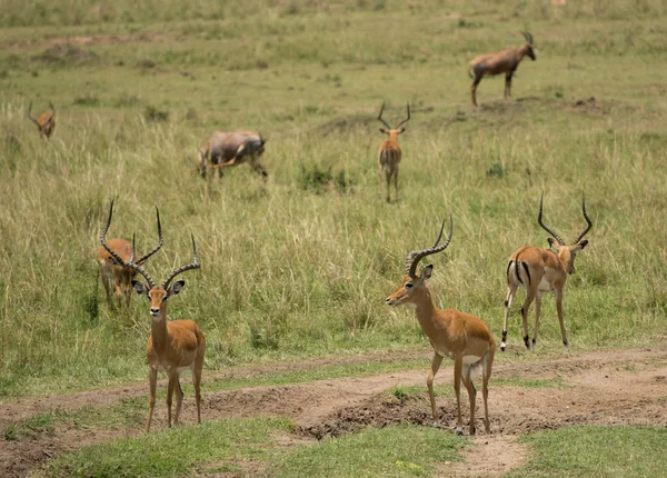 Impala em Masai Mara Game Reserve — Fotografia de Stock