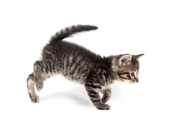 Gatinho bonito tabby com pata para cima — Fotografia de Stock