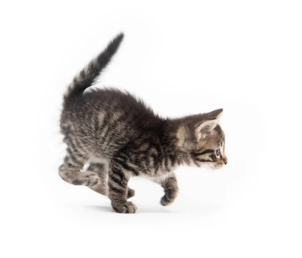 Gatinho bonito tabby com pata para cima — Fotografia de Stock