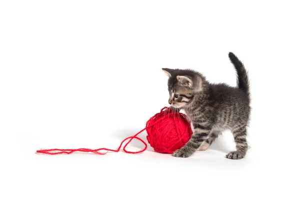 Cute tabby kitten and yarn — Stock Photo, Image