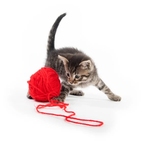 Cute tabby kitten and yarn — Stock Photo, Image