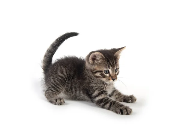 Lindo gatito sentado en blanco — Foto de Stock