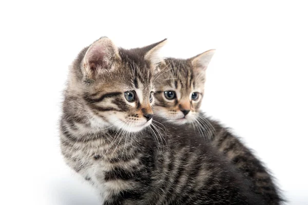 흰색 바탕에 두 줄무늬 고양이 — 스톡 사진