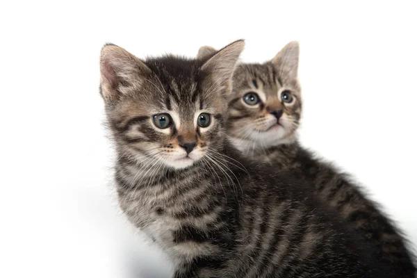 Zwei gestromte Kätzchen auf weißem Hintergrund — Stockfoto