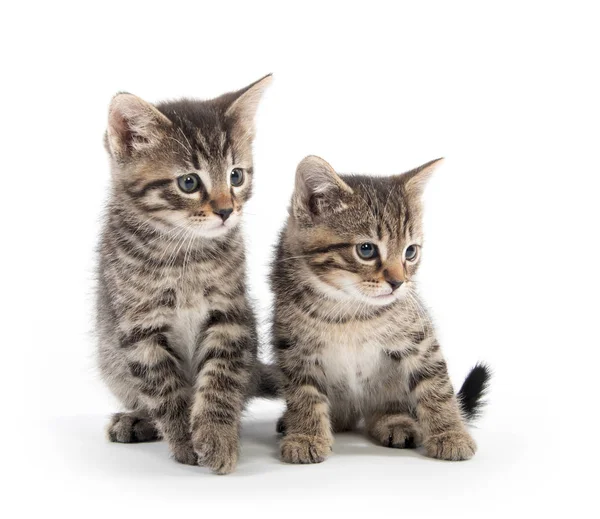 Dois gatinhos tabby no fundo branco — Fotografia de Stock