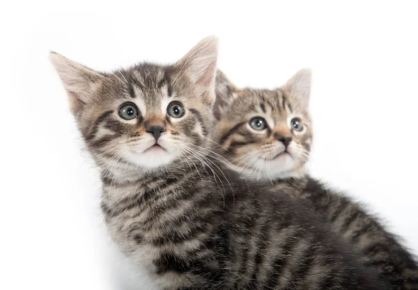 Dois gatinhos tabby no fundo branco — Fotografia de Stock