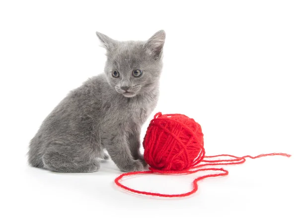 可爱的灰色小猫与红色球的纱线 — 图库照片
