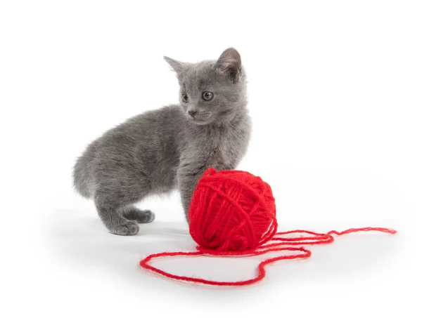 Lindo gatito gris con bola roja de hilo — Foto de Stock