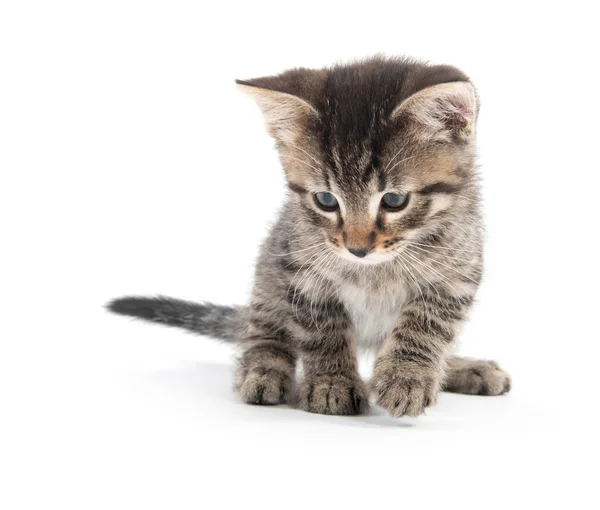 Söt baby tabby kattunge tittar ner — Stockfoto