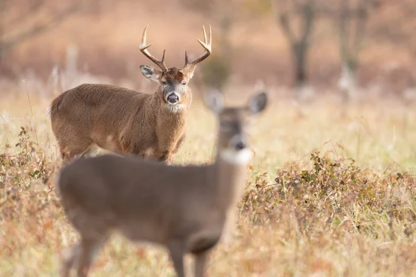 White-tailed doe and buck — Stock Photo, Image