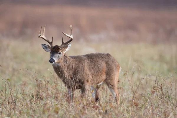 Jeleń buck w zielonej łąki — Zdjęcie stockowe