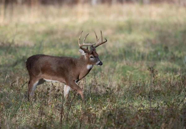 Large white-tailed deer buck in meadow — Stock Photo, Image