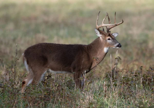 Large white-tailed deer buck in meadow — Stock Photo, Image