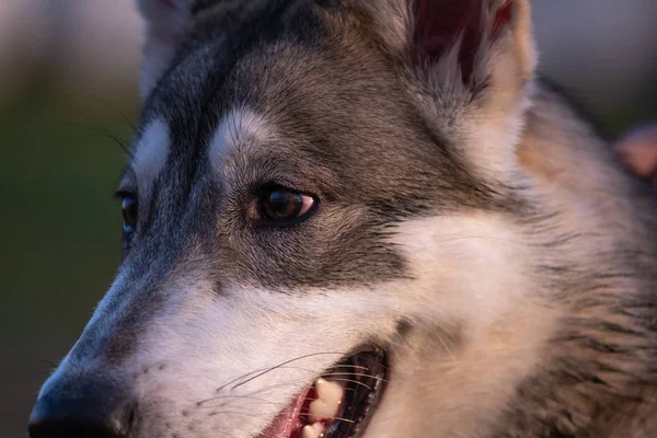 Porträtt av en sibirisk husky — Stockfoto