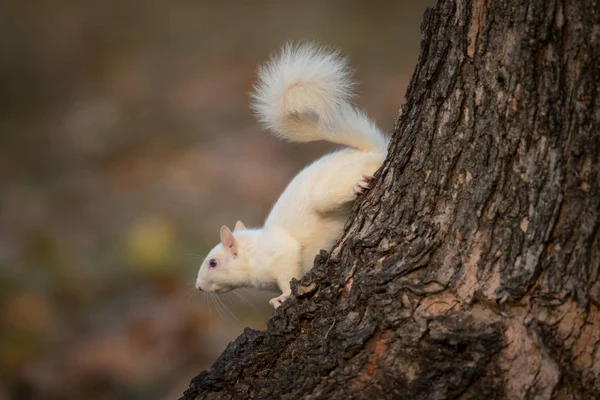 树林里的白松鼠 — 图库照片