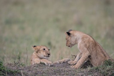 İki aslan yavrularını oynarken