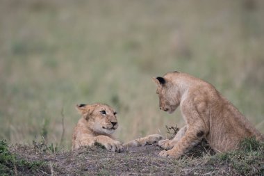 İki aslan yavrularını oynarken